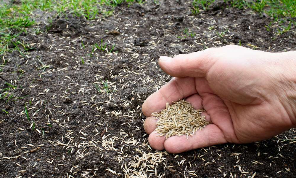 How to plant grass seed on existing lawn