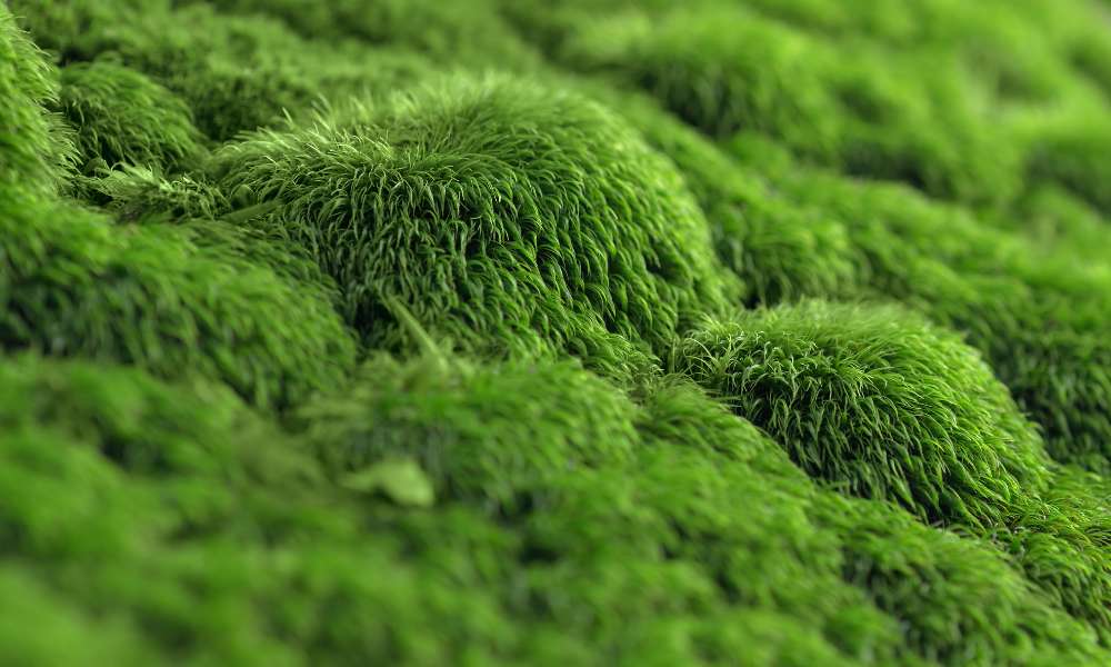 how to grow moss Lawn